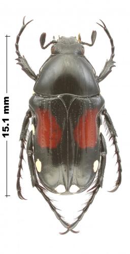 Réf. 255 686 : Pygora ornata